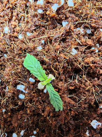 First Auto Grow — none, day 18