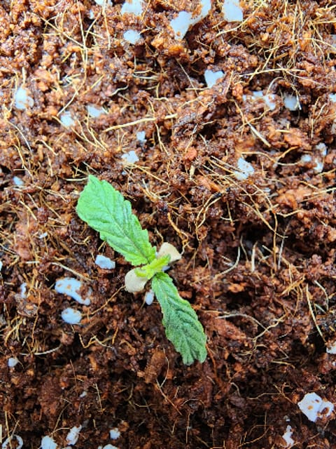 First Auto Grow — none, day 18