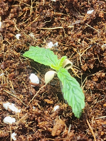 First Auto Grow — none, day 18
