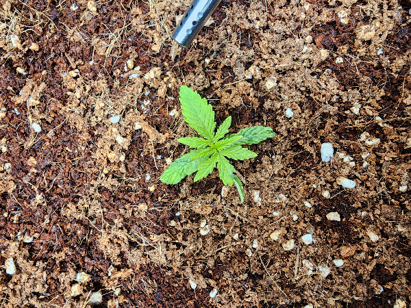 First Auto Grow — vegetative, day 23