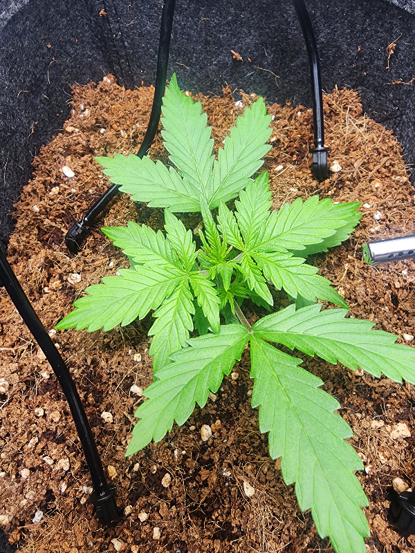 First Auto Grow — vegetative, day 32