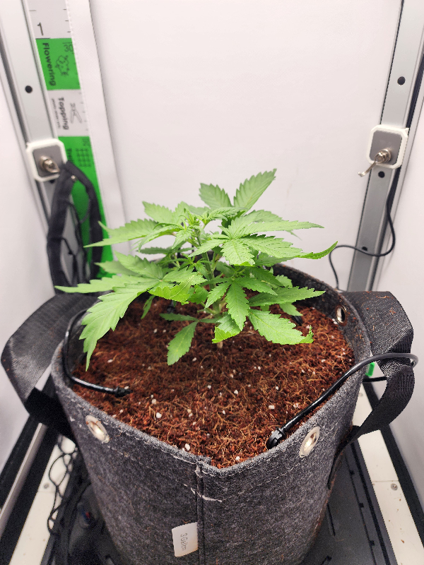 First Auto Grow — vegetative, day 37