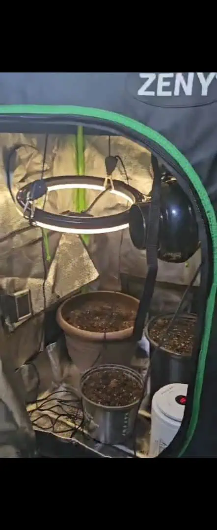 Trinitas Viridis — grow_setup, day 3