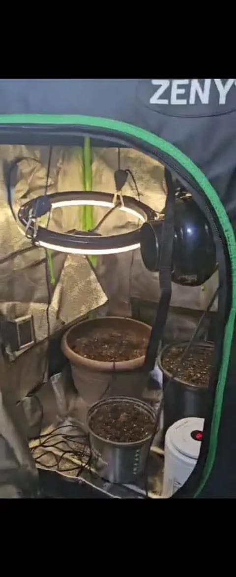 Trinitas Viridis — grow_setup, day 3