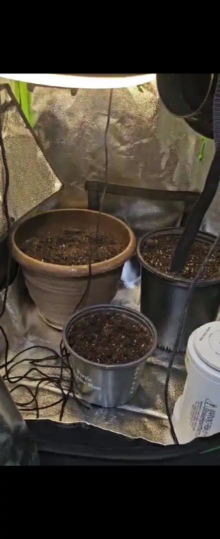 Trinitas Viridis — grow_setup, day 3