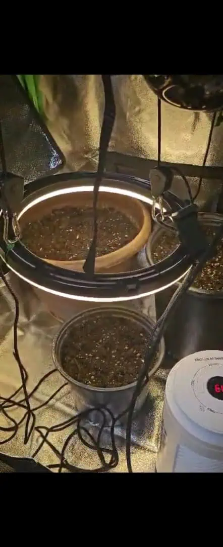 Trinitas Viridis — germination, day 5