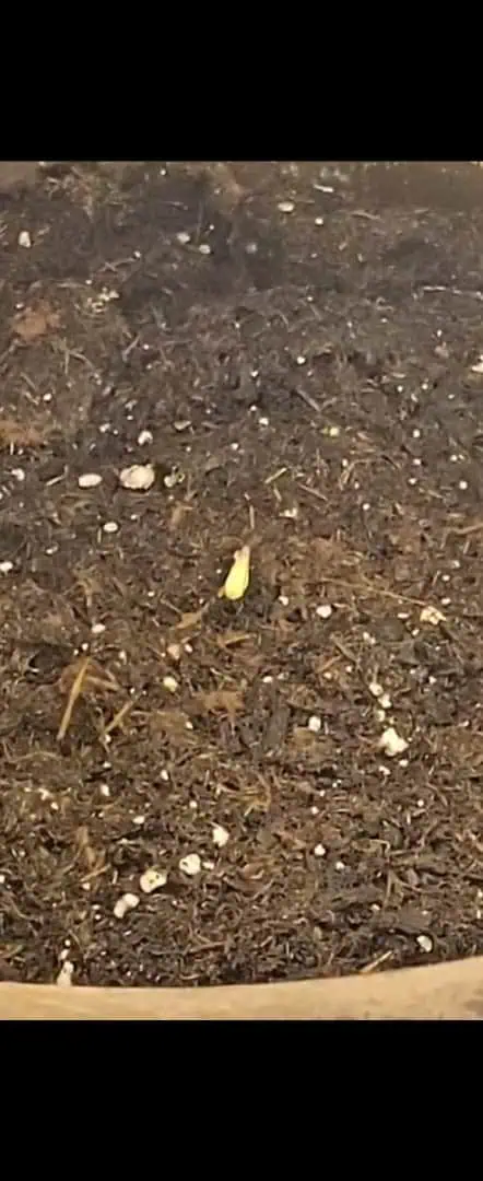 Trinitas Viridis — germination, day 5