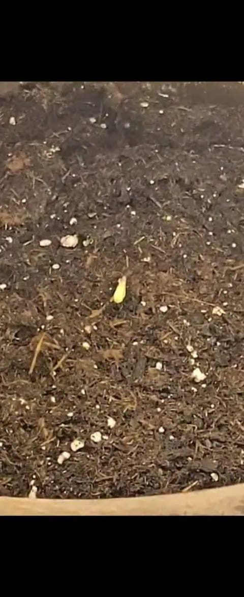 Trinitas Viridis — germination, day 5