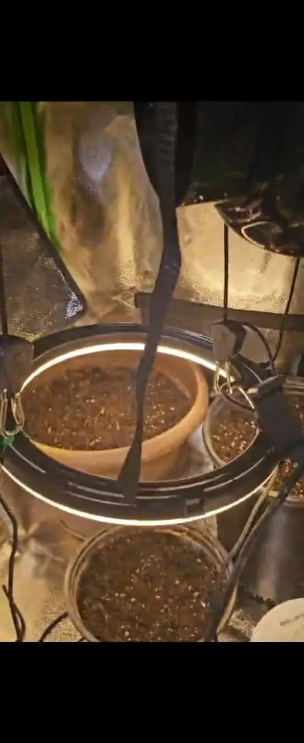 Trinitas Viridis — germination, day 5