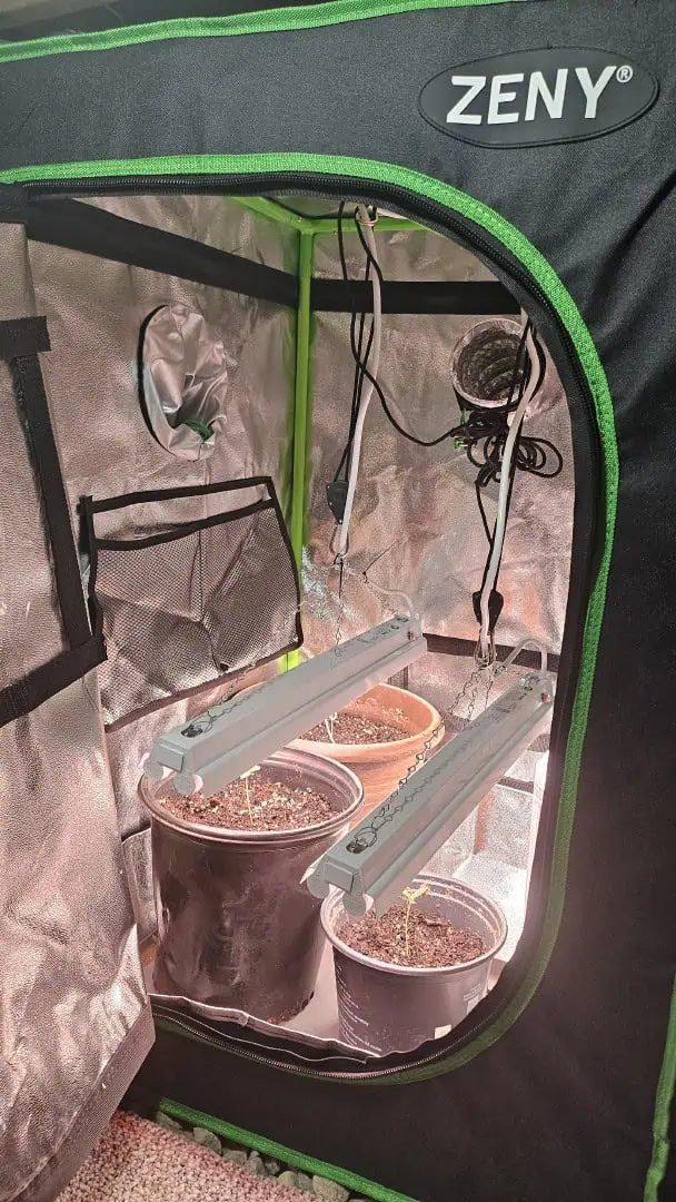 Trinitas Viridis — vegetative, day 14