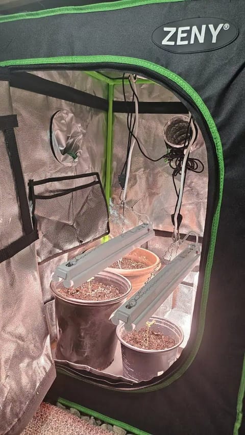 Trinitas Viridis — vegetative, day 14