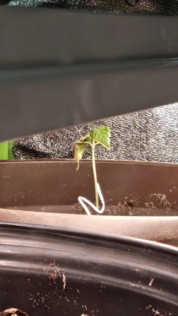 Trinitas Viridis — vegetative, day 14