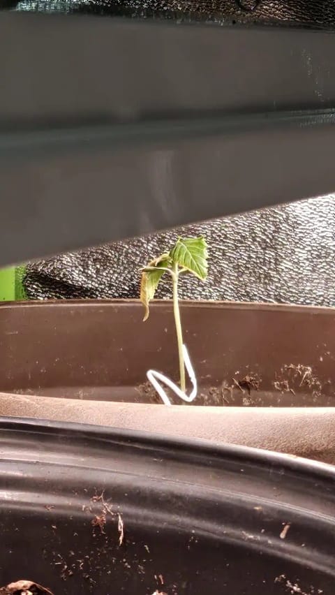 Trinitas Viridis — vegetative, day 14