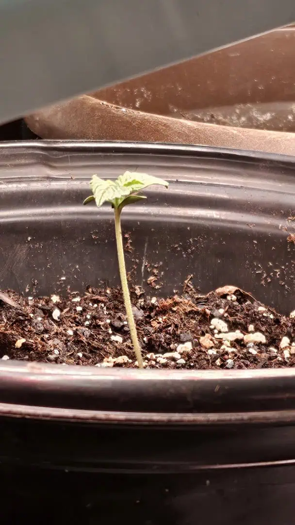 Trinitas Viridis — vegetative, day 14