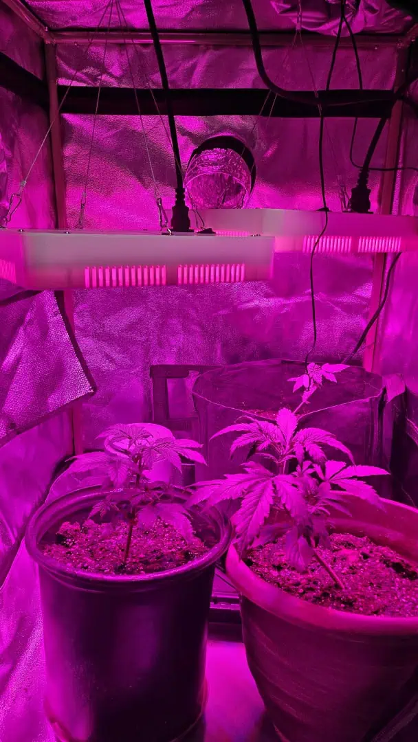 Trinitas Viridis — vegetative, day 30