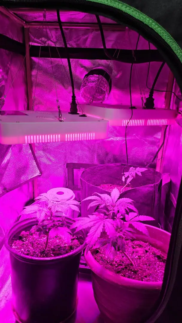 Trinitas Viridis — vegetative, day 30