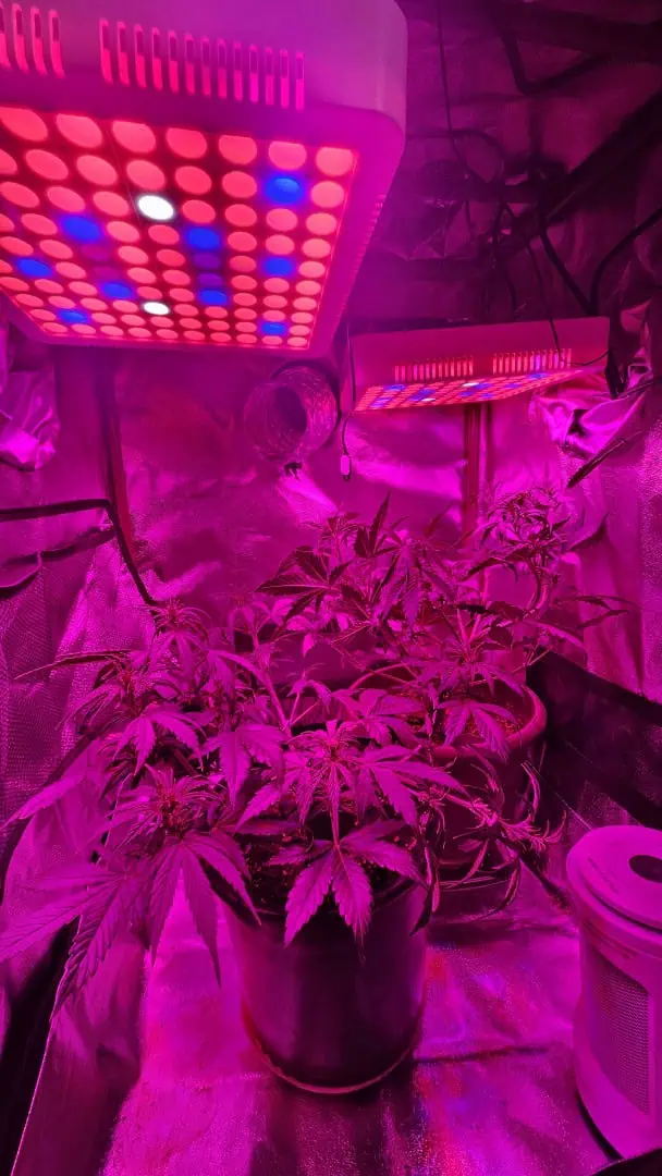 Trinitas Viridis — vegetative, day 37