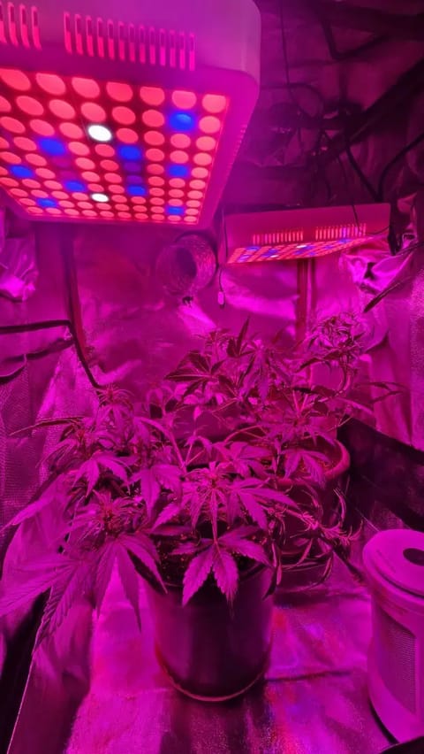 Trinitas Viridis — vegetative, day 37