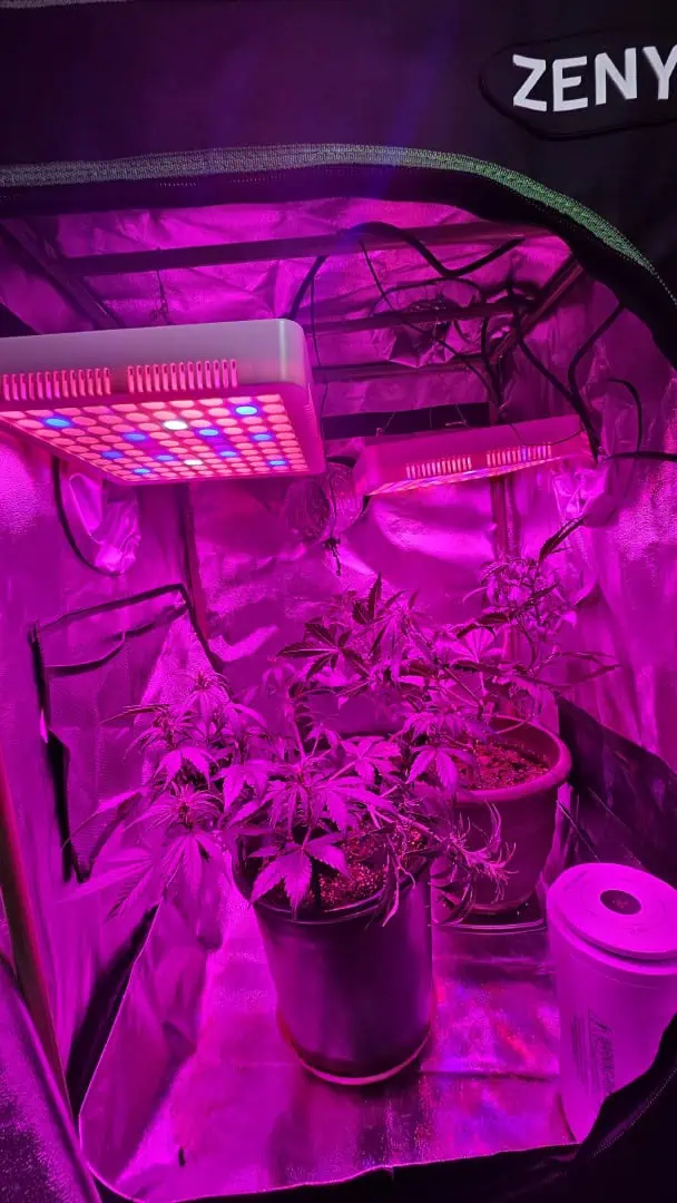 Trinitas Viridis — vegetative, day 37