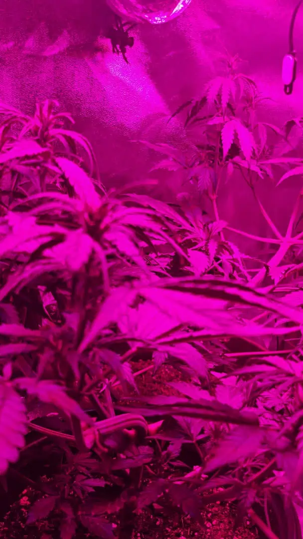 Trinitas Viridis — vegetative, day 38