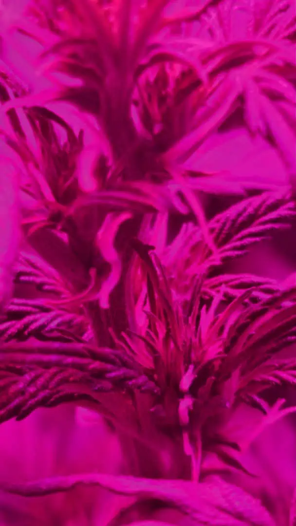 Trinitas Viridis — vegetative, day 38