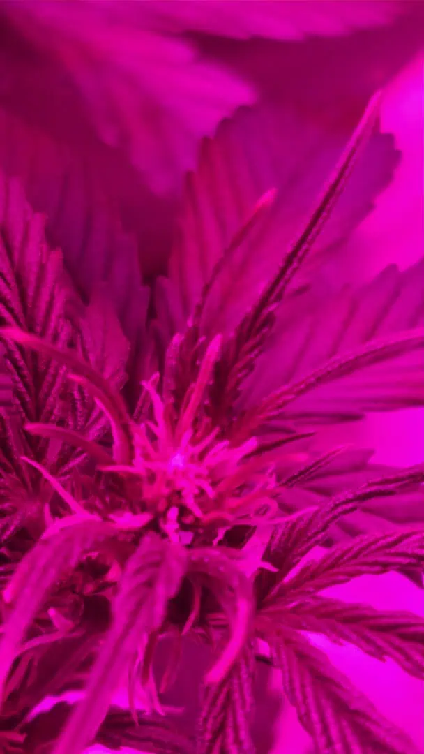 Trinitas Viridis — vegetative, day 38