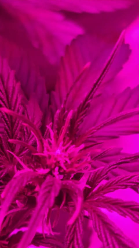 Trinitas Viridis — vegetative, day 38