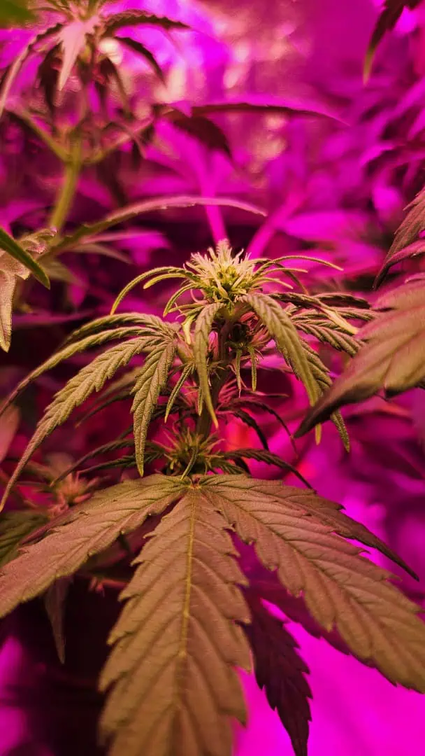 Trinitas Viridis — vegetative, day 40