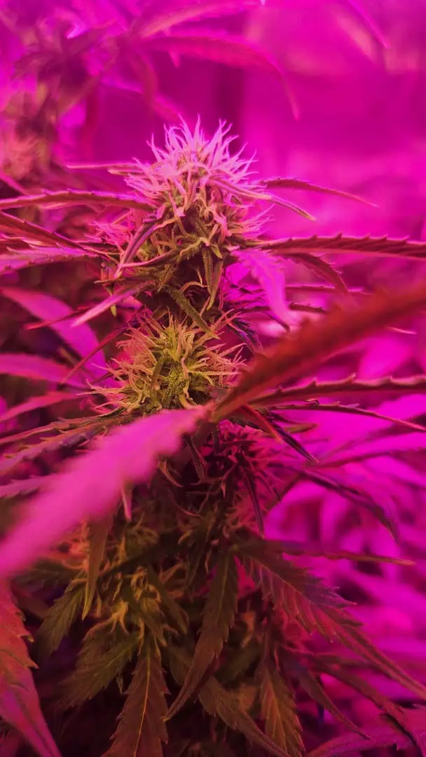 Trinitas Viridis — flower, day 53