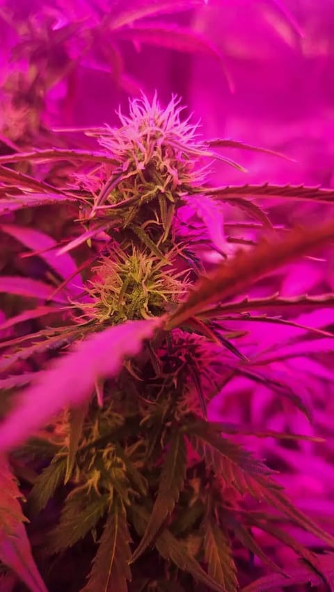 Trinitas Viridis — flower, day 53