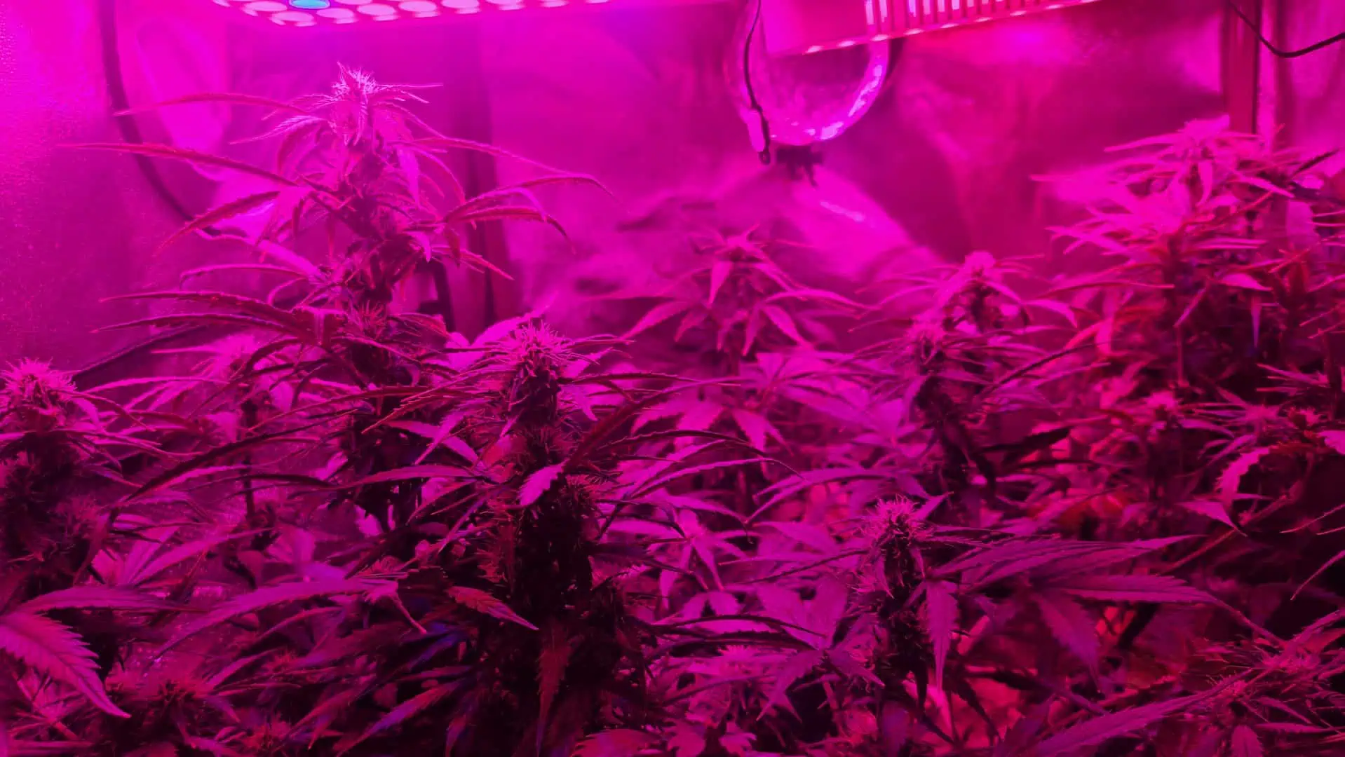 Trinitas Viridis — flower, day 53