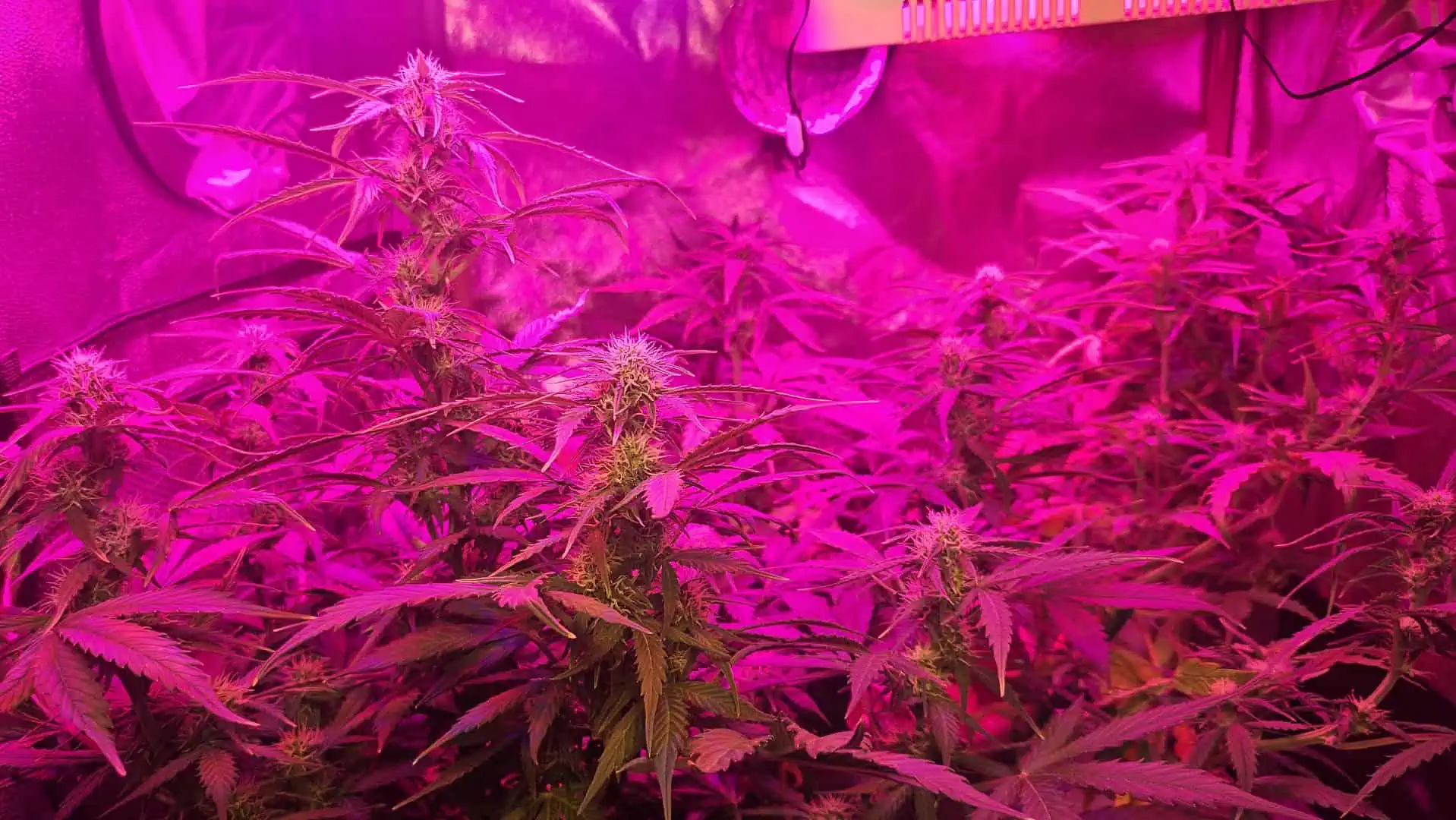 Trinitas Viridis — flower, day 53