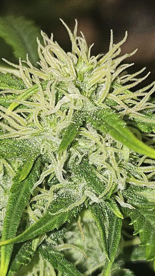 Trinitas Viridis — flower, day 58