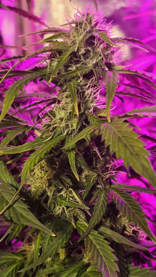 Trinitas Viridis — flower, day 61