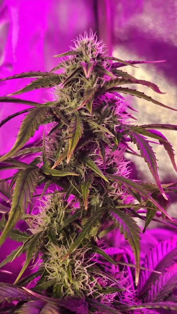 Trinitas Viridis — flower, day 61