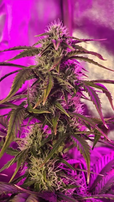Trinitas Viridis — flower, day 61