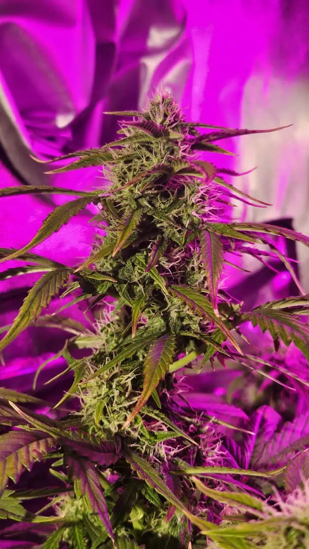 Trinitas Viridis — flower, day 63