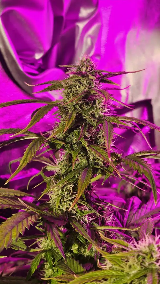 Trinitas Viridis — flower, day 63