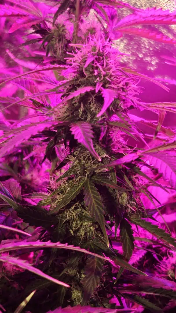 Trinitas Viridis — flower, day 63