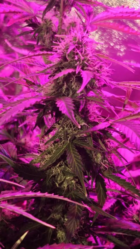 Trinitas Viridis — flower, day 63