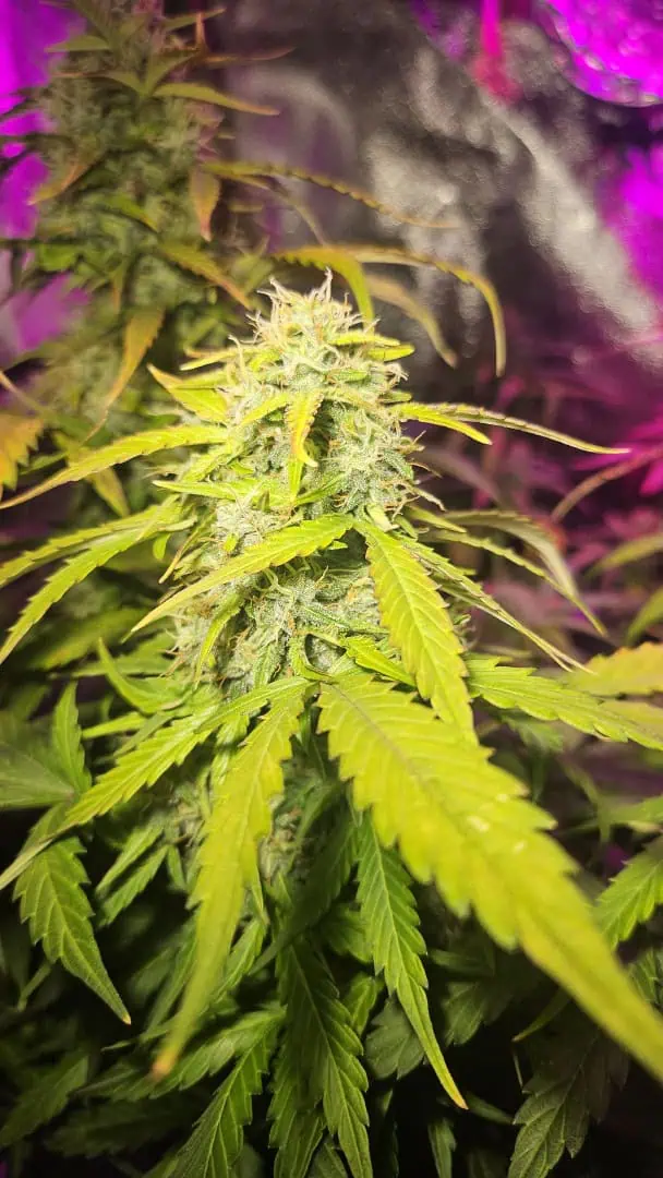 Trinitas Viridis — flower, day 73