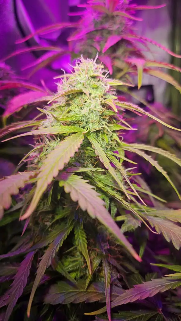 Trinitas Viridis — flower, day 73