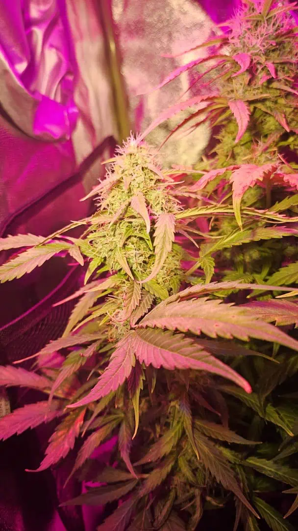 Trinitas Viridis — flower, day 73