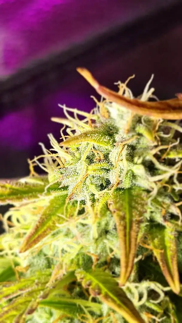 Trinitas Viridis — flower, day 76