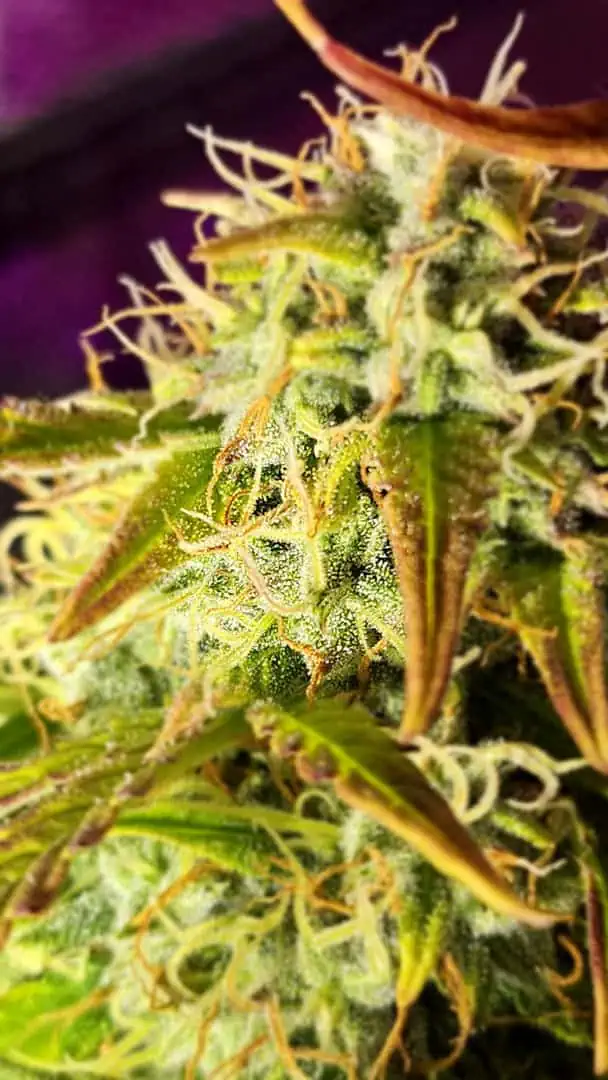 Trinitas Viridis — flower, day 76