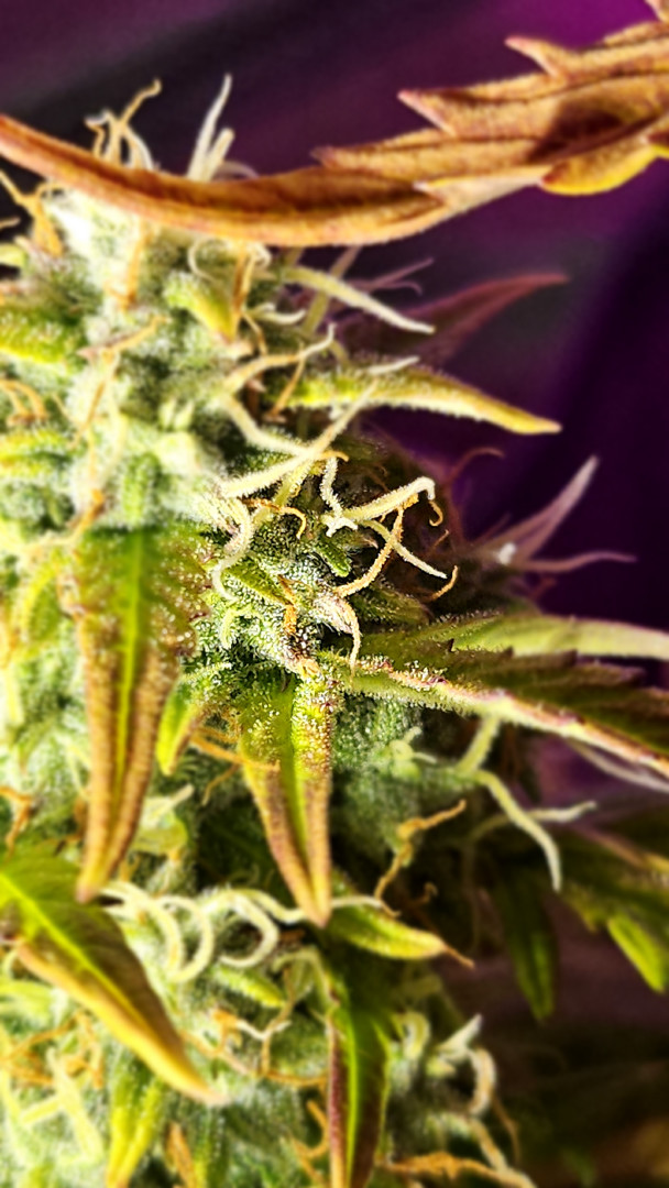 Trinitas Viridis — flower, day 76