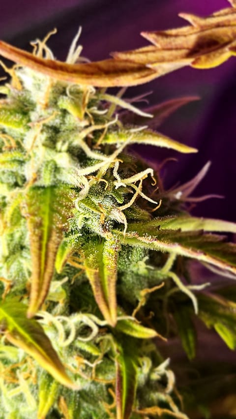 Trinitas Viridis — flower, day 76