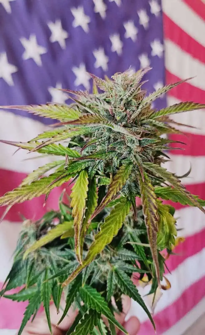 Trinitas Viridis — harvest, day 77