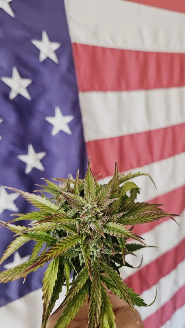 Trinitas Viridis — harvest, day 77