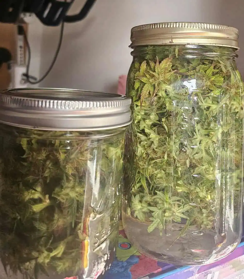 Trinitas Viridis — harvest, day 81